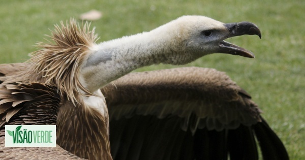 Le vautour fauve et le cerf-volant seront rendus à la nature dans le Douro Internacional